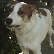 KARMEN, Hund, Mischlingshund in Griechenland - Bild 1