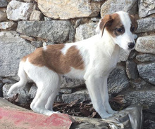 KARMEN, Hund, Mischlingshund in Griechenland - Bild 15