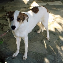KARMEN, Hund, Mischlingshund in Griechenland - Bild 5