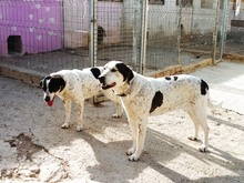 JAMAICA, Hund, Mischlingshund in Spanien - Bild 10