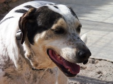 JAMAICA, Hund, Mischlingshund in Spanien - Bild 11