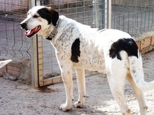 JAMAICA, Hund, Mischlingshund in Spanien - Bild 12