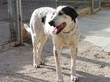 JAMAICA, Hund, Mischlingshund in Spanien - Bild 13