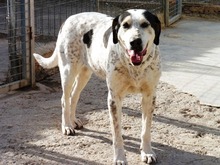 JAMAICA, Hund, Mischlingshund in Spanien - Bild 14