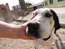 JAMAICA, Hund, Mischlingshund in Spanien - Bild 2