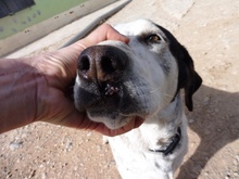 JAMAICA, Hund, Mischlingshund in Spanien - Bild 3