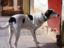 JAMAICA, Hund, Mischlingshund in Spanien - Bild 4
