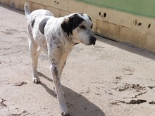JAMAICA, Hund, Mischlingshund in Spanien - Bild 5
