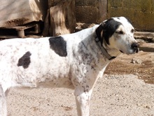 JAMAICA, Hund, Mischlingshund in Spanien - Bild 7