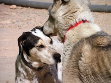 JAMAICA, Hund, Mischlingshund in Spanien - Bild 8