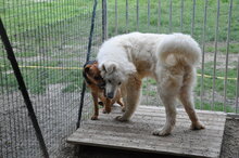 GIOTTO, Hund, Maremma Abruzzenhund in Italien - Bild 3