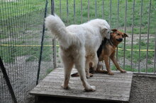 GIOTTO, Hund, Maremma Abruzzenhund in Italien - Bild 4