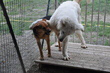 GIOTTO, Hund, Maremma Abruzzenhund in Italien - Bild 5