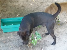 ANDY, Hund, Mischlingshund in Ungarn - Bild 2