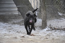 ANDY, Hund, Mischlingshund in Ungarn - Bild 4