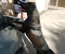 ANDY, Hund, Mischlingshund in Ungarn - Bild 7