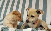 MINNIE, Hund, Mischlingshund in Spanien - Bild 4