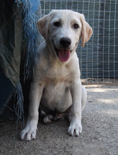 ROCKY, Hund, Mischlingshund in Griechenland - Bild 1