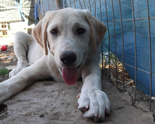ROCKY, Hund, Mischlingshund in Griechenland - Bild 2