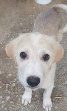 ROCKY, Hund, Mischlingshund in Griechenland - Bild 5