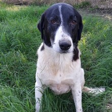 ZAZA, Hund, Herdenschutzhund-Mix in Griechenland - Bild 1