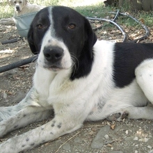 ZAZA, Hund, Herdenschutzhund-Mix in Griechenland - Bild 13