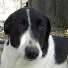 ZAZA, Hund, Herdenschutzhund-Mix in Griechenland - Bild 14