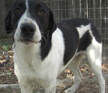 ZAZA, Hund, Herdenschutzhund-Mix in Griechenland - Bild 15