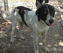 ZAZA, Hund, Herdenschutzhund-Mix in Griechenland - Bild 16