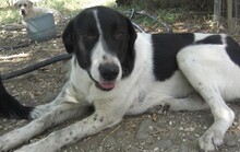 ZAZA, Hund, Herdenschutzhund-Mix in Griechenland - Bild 17
