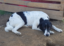 ZAZA, Hund, Herdenschutzhund-Mix in Griechenland - Bild 18