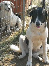 ZAZA, Hund, Herdenschutzhund-Mix in Griechenland - Bild 19
