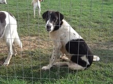 ZAZA, Hund, Herdenschutzhund-Mix in Griechenland - Bild 24