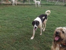 ZAZA, Hund, Herdenschutzhund-Mix in Griechenland - Bild 26
