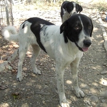 ZAZA, Hund, Herdenschutzhund-Mix in Griechenland - Bild 27