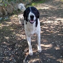 ZAZA, Hund, Herdenschutzhund-Mix in Griechenland - Bild 3