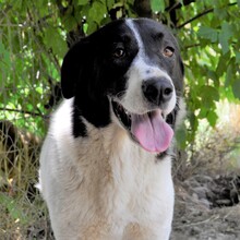ZAZA, Hund, Herdenschutzhund-Mix in Griechenland - Bild 4