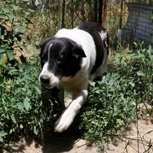 ZAZA, Hund, Herdenschutzhund-Mix in Griechenland - Bild 5