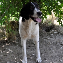 ZAZA, Hund, Herdenschutzhund-Mix in Griechenland - Bild 6