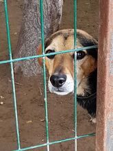 ALVIN, Hund, Mischlingshund in Ungarn - Bild 1