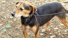 ALVIN, Hund, Mischlingshund in Ungarn - Bild 2