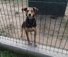 ALVIN, Hund, Mischlingshund in Ungarn - Bild 4
