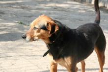 ALVIN, Hund, Mischlingshund in Ungarn - Bild 5