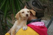 BOB, Hund, Podenco-Mix in Spanien - Bild 11