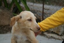 BOB, Hund, Podenco-Mix in Spanien - Bild 15