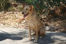 BOB, Hund, Podenco-Mix in Spanien - Bild 4