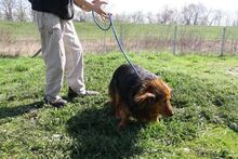 BRUMI, Hund, Mischlingshund in Ungarn - Bild 3