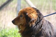 BRUMI, Hund, Mischlingshund in Ungarn - Bild 4