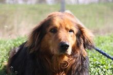 BRUMI, Hund, Mischlingshund in Ungarn - Bild 5