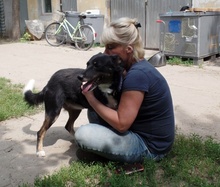 FITZKO, Hund, Mischlingshund in Ungarn - Bild 4